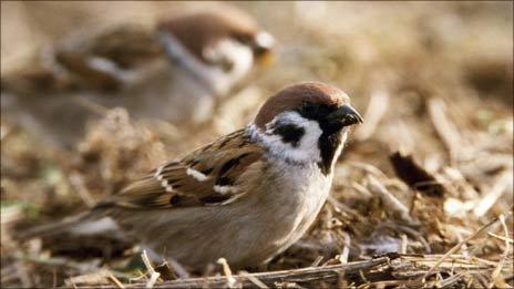 Tree sparrows. Pic: Andy Hay/RSPB Images