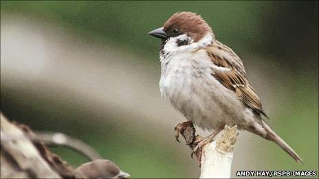 Tree sparrow. Pic: Andy Hay/RSPB Images