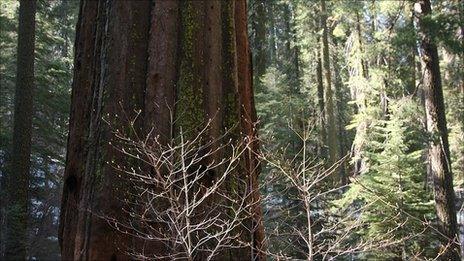 Giant sequoia in Yosemite National Park, US (Image: BBC)