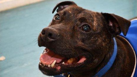 Leah finds out why so many Staffordshire Bull Terriers are being abandoned.