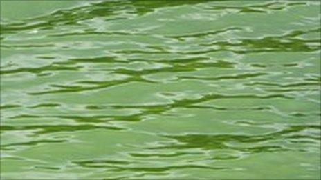 Blue-green algae