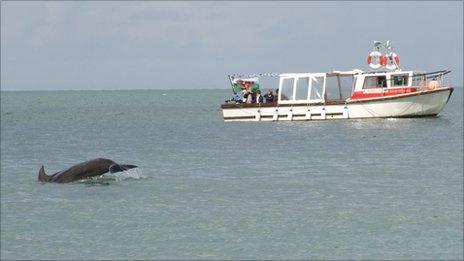 Dolphin swims near boat in Cardigan Bay