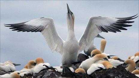 Gannet