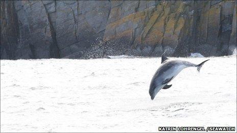 A bottle-nosed dolphin in Cardigan Bay Photo: Katrin Lohrengel /SeaWatch