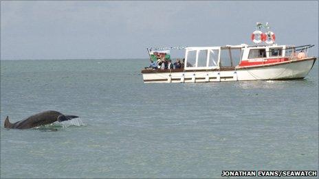 Dolphin and boat Photo: Jonathan Evans