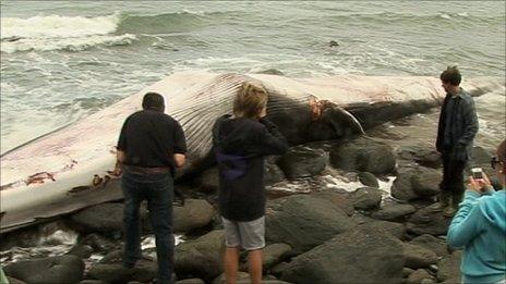 Fin whale - Lynmouth