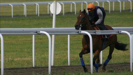 Fleeting Spirit at the Newmarket Gallops