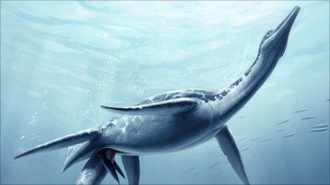 Plesiosaur giving birth (Credit: S. Abramowicz/NHM)