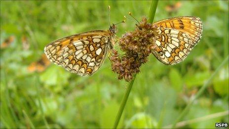 Heath Fritillary butterfly