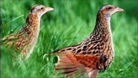 Pair of corncrakes