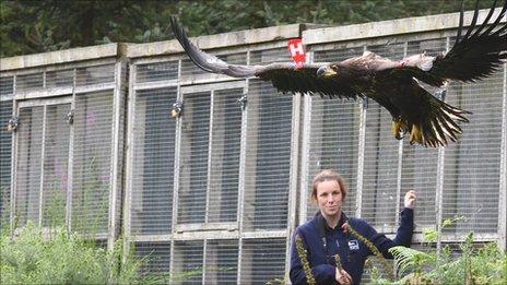 White-tailed sea eagles