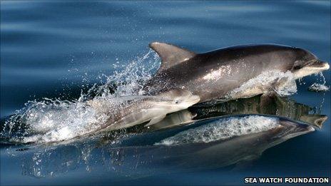 A bottle nose dolphin