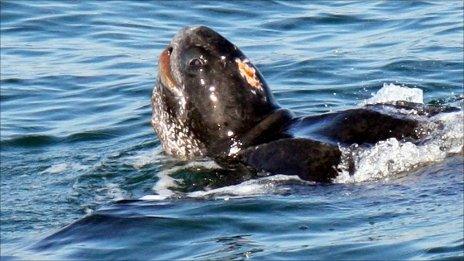 Leatherback turtle (pic: Andy Bowen)