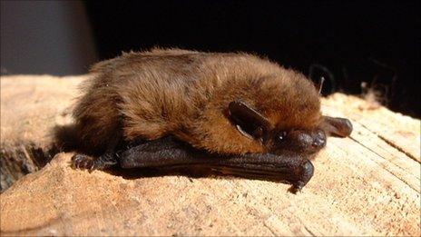 Pipistrelle bat by the Oxfordshire Bat Group