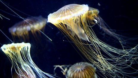 Pacific Sea Nettle jellyfish