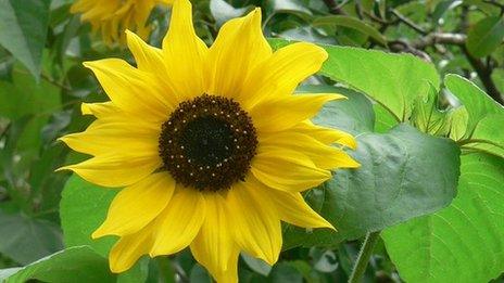 Eve from Kent has grown a 6 metre tall sunflower.