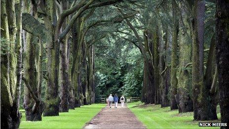 Tree-lined path