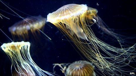 Pacific Sea Nettle jellyfish