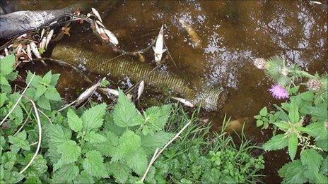 Dead fish in the stream