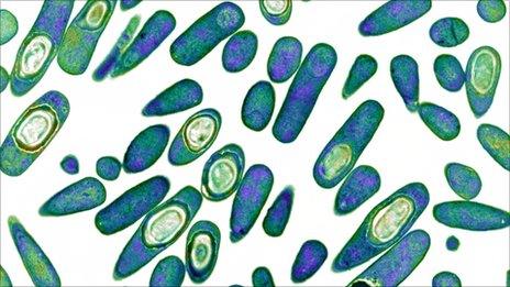 Clostridium difficile bacteria
