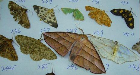 Geometrid moths (Credit: I-Ching Chen)