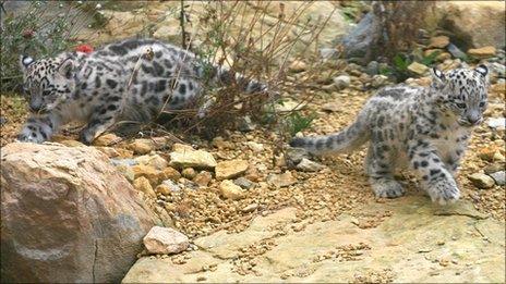 Baby snow leopards born at Leicestershire's Twycross Zoo