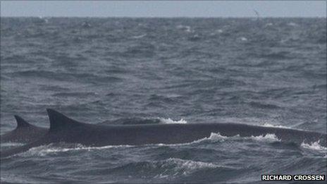 Fin whales