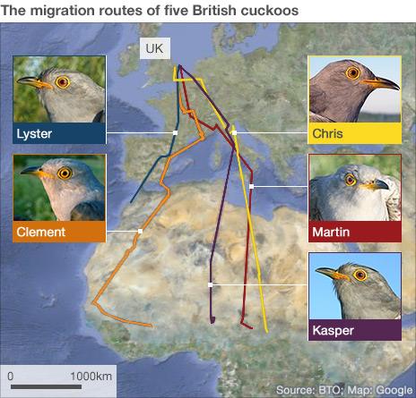 Map of cuckoo migration (Data courtesy of BTO)