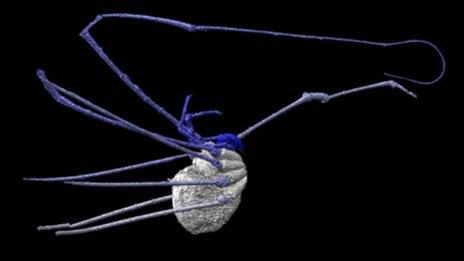 Harvestman