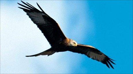 Red kite