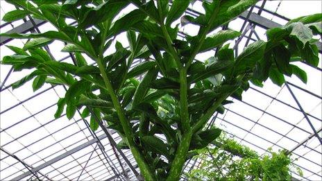 The giant Amorphophallus titanum