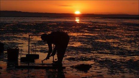 A cockle fisherman early in the morning on the Dee Estuary