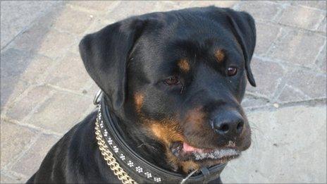 Generic rottweiler