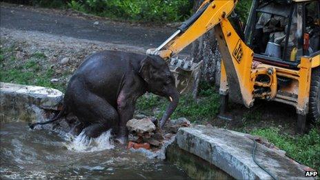 Elephant being rescued on 30 August 2011 by a digger in Siliguri