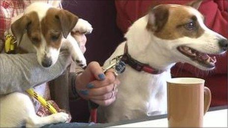 Two dogs at a cafe table