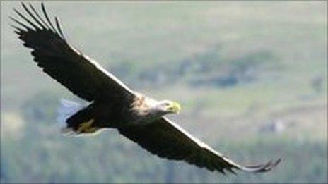 Sea eagle. Pic: Iain Erskine/RSPB Scotland