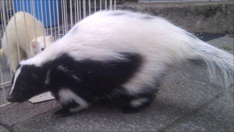 Skunk. Photo: Cumbria Police