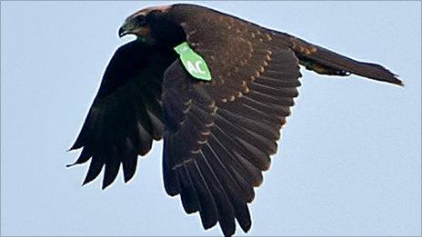 A marsh harrier