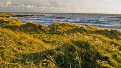 Kenfig dune grass