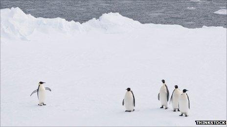 penguins on snow