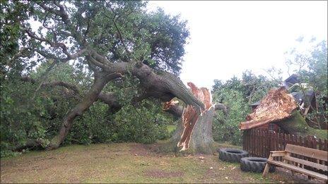 Fallen oak at Ysgol Bro Cinmeirch Photo: Denbighshire Council