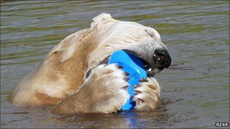 Walker the polar bear chewing on a hard hat. Pic: Highland Wildlife Park/RZSS