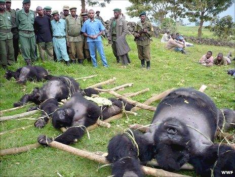 Dead gorillas in DRC