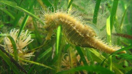 Spiny seahorse