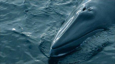 Minke whale off Hebrides