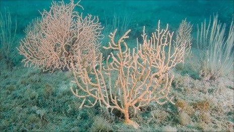 Pink seafans at Stennis Ledges, Dorset