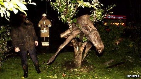 Drunken elk stuck in tree, Saro, Sweden, 6 September 2011