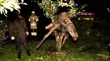 Drunken Swedish elk stuck in tree, Saro (6 September 2011)