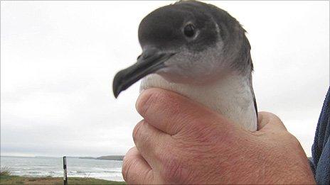 One of the rescued Manx shearwater Photo: Iolo ap Dafydd