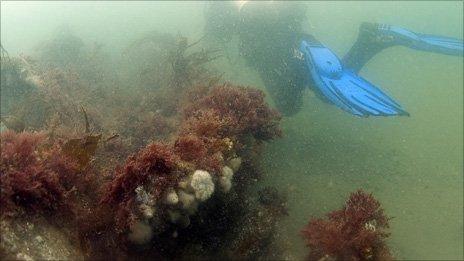 Diver at the wreck